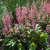 Heucherella alba Bridget Bloom, Klockvippa, P9cm