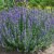Hyssopus officinalis, Isop