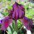 Iris pumila Cherry Garden