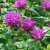 Monarda hybr. Blaustrumpf