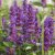 Agastache hybr. Blue Boa, Anisisop, P9cm