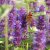 Agastache hybr. Blue Boa, Anisisop, P9cm