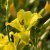 Hemerocallis hybr. Green Flutter, Daglilja, SQ1
