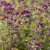 Origanum laevigatum Rosenkuppel