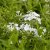 Phlox paniculata Early White ®, Höstflox
