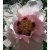 Paeonia suffruticosa Pink, Trädpion, P11cm