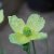 Papaver miyabeanum Pacino, Japansk Vallmo