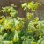 Primula veris, Gullviva