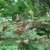 Rheum palmatum tanguticum