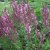 Salvia x sylvestris Rose Queen