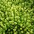 Sedum acre Yellow Queen, Gul Fetknopp, P9cm