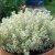 Thymus x citriodorus Silver Queen, Citrontimjan, P9cm