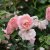 floribunda Astrid Lindgren ® (Pouluf), Floribundaros, C4