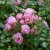 polyantha Sommerwind ® (Göteborgs Posten, Korlanum), Marktäckarros, C4