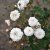 sempervirens White Pet (Little White Pet), Marktäckarros, C4