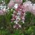 Syringa vulgaris Emilie Piper (Löfstad Slott)