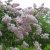 Syringa vulgaris Emilie Piper (Löfstad Slott)