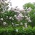 Syringa vulgaris Emilie Piper (Löfstad Slott)
