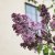 Syringa vulgaris Emilie Piper (Löfstad Slott)