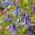 integrifolia Hedda ® E, Klematis, C2