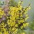 Forsythia x intermedia Freja E, Hybridforsythia, busk C3,5