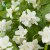 Philadelphus coronarius Finn E, Doftschersmin