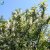 Prunus grayana Göteborg E, Pärlhägg
