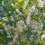 Prunus grayana Göteborg E, Pärlhägg