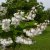 Deutzia scabra Plena, Deutzia