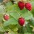 Fragaria vesca Rödluvan, Smultron