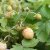 Fragaria vesca Snövit, Vit Smultron