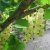 Ribes rubrum Vita Holländska (Witte Hollander), Vita Vinbär, stam co