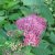 Spiraea japonica Froebelii
