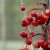 Malus × zumi Calocarpa