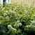 Physocarpus opulifolius Dart´s Gold, Smällspirea