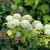Physocarpus opulifolius Dart´s Gold, Smällspirea