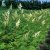 Sorbaria sorbifolia Pia E, Rönnspirea, busk C5