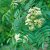 Sorbus Joseph Rock