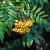 Sorbus Joseph Rock