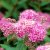 Spiraea japonica Manon