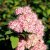Spiraea japonica Odensala