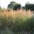 Calamagrostis acutiflora Karl Foerster, Tuvrör