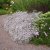 Gypsophila repens hybr. Rosenschleier, Rosenslöja, P9cm