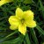 Hemerocallis hybr. Green Flutter, Daglilja, SQ1