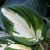 Hosta fortunei Fire and Ice, Blomsterfunkia, P9cm