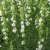 Hyssopus officinalis Alba, Isop