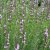 Hyssopus officinalis Roseus, Isop