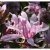 Magnolia x loebneri Leonard Messel, Hybridmagnolia