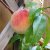 Prunus persica Frost