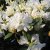Rhododendron minus Dora Amateis, Dvärgrododendron